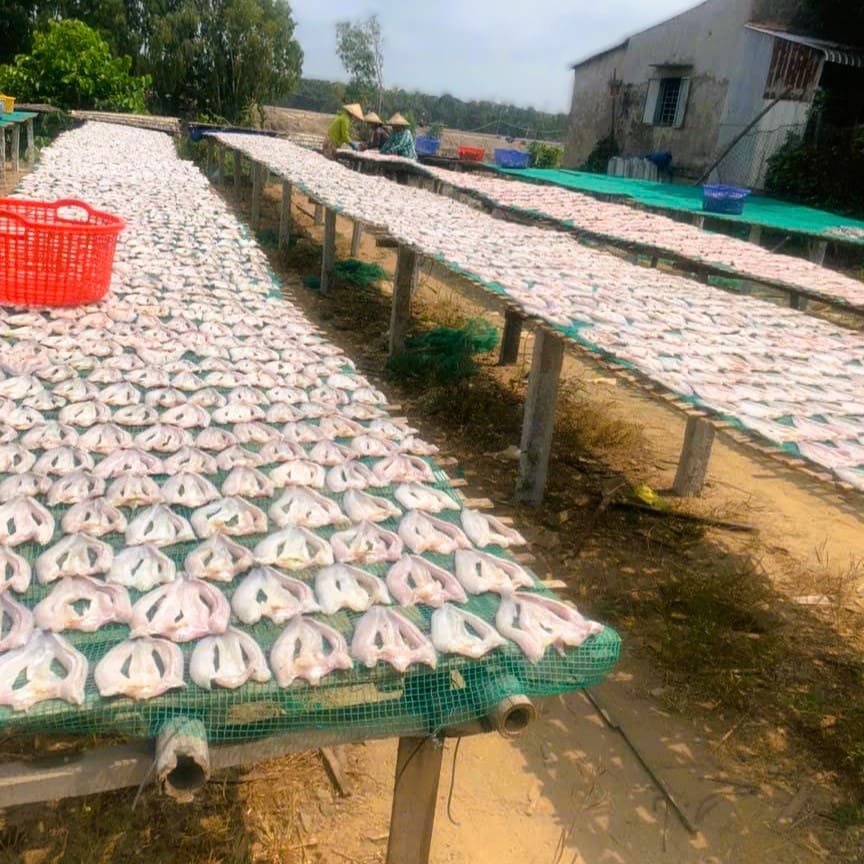 Khô cá lóc phơi dưới nắng gắt